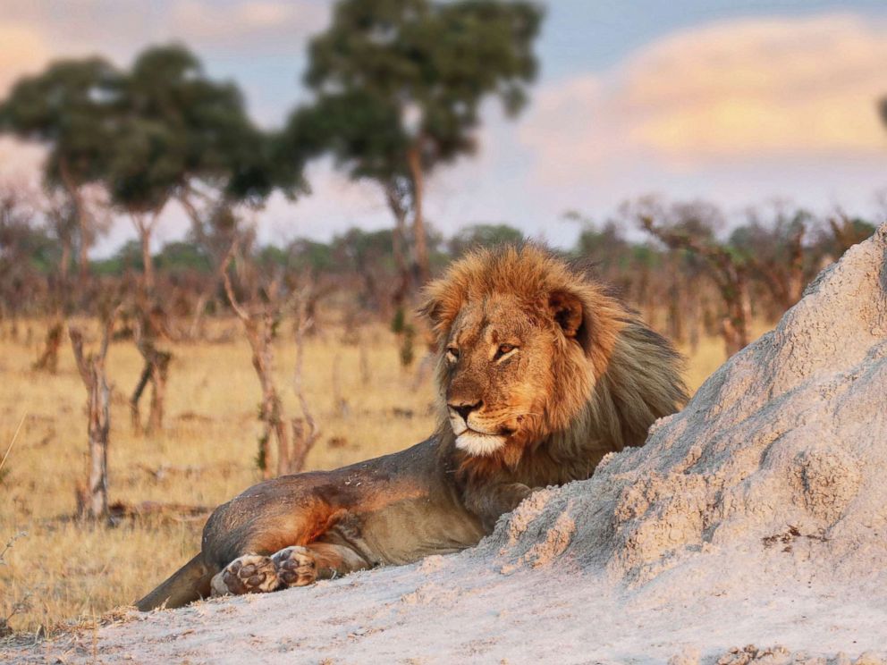 PHOTO: Jericho the lion is seen relaxing by an ant hill in Hwange National Park, Zimbabwe, Nov. 26, 2013.