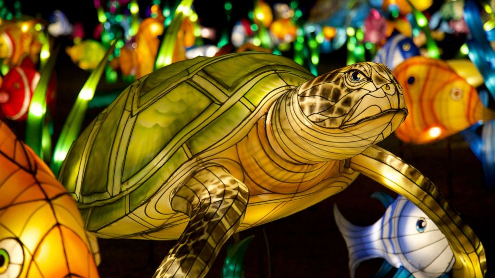 Glowing lanterns brighten the Potomac for Lunar New Year - ABC News