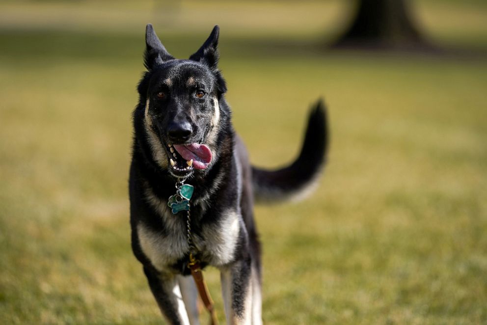 PHOTO: Major, one of the family dogs of President Joe Biden and First Lady Jill Biden, explores the South Lawn after his arrival from Delaware at the White House in Washington, Jan. 24, 2021. 