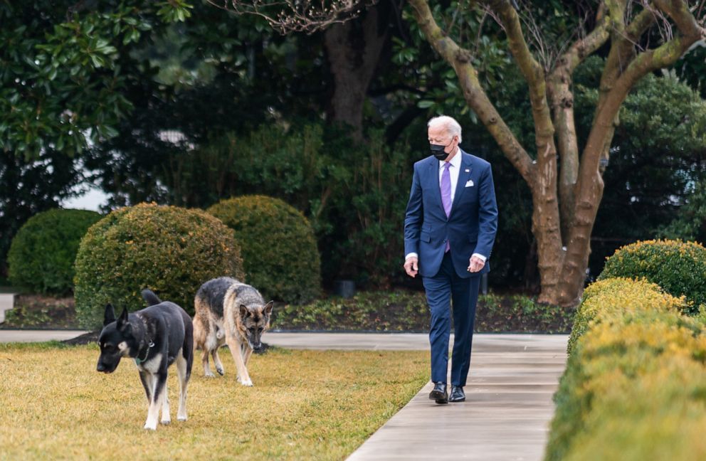 PHOTO: President Joe Biden walks with his dogs Major, front, and Champ in the Rose Garden of the White House in Washington, Jan. 26, 2021. 