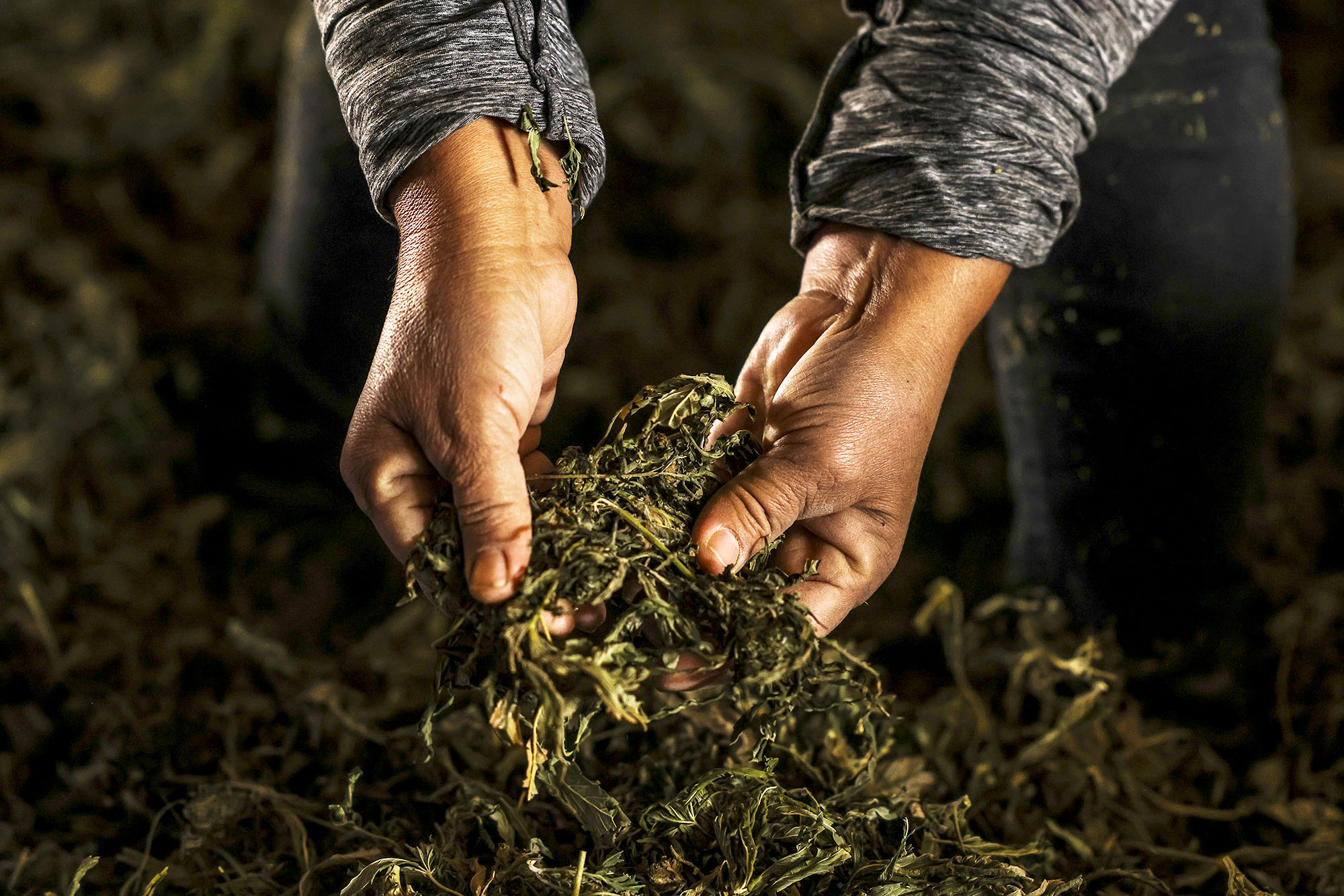 PHOTO: A worker checks the quality of hemp flowers as they dry following a cannabis plant harvest on a farm near Cheyenne Wells, Colo., Oct. 14, 2020. 