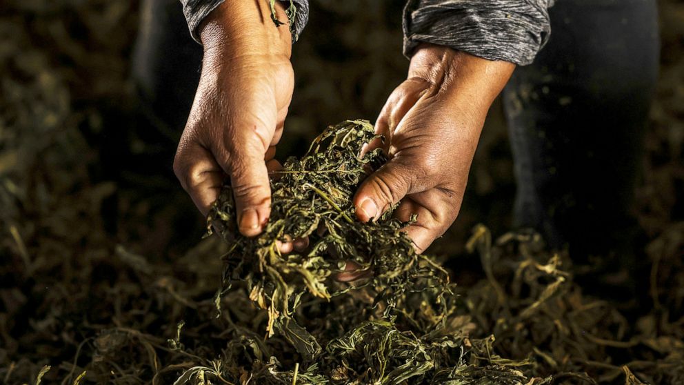 PHOTO: A worker checks the quality of hemp flowers as they dry following a cannabis plant harvest on a farm near Cheyenne Wells, Colo., Oct. 14, 2020. 