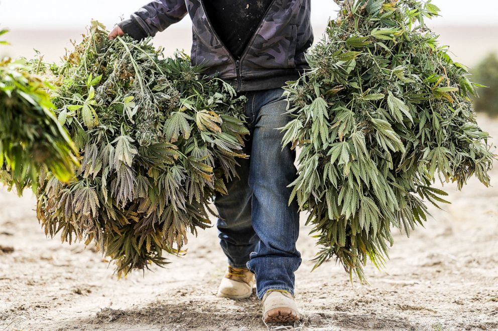 PHOTO:A worker carries hemp plants during a cannabis plant harvest at a farm near Cheyenne Wells, Colo., Oct. 14, 2020.
