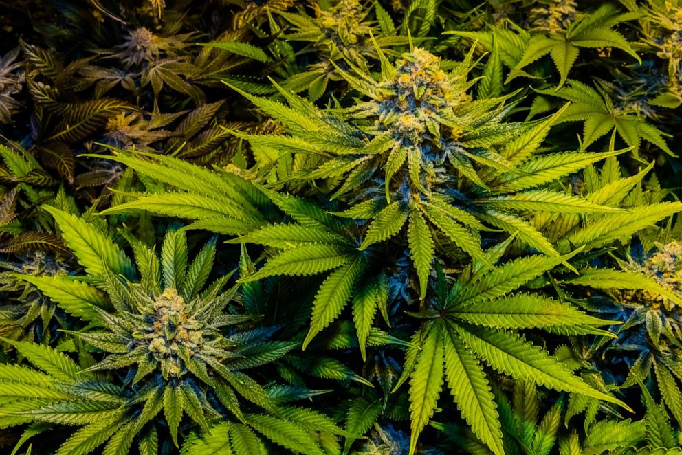 PHOTO: In this undated file photo, marijuana plants grow in Denver.
