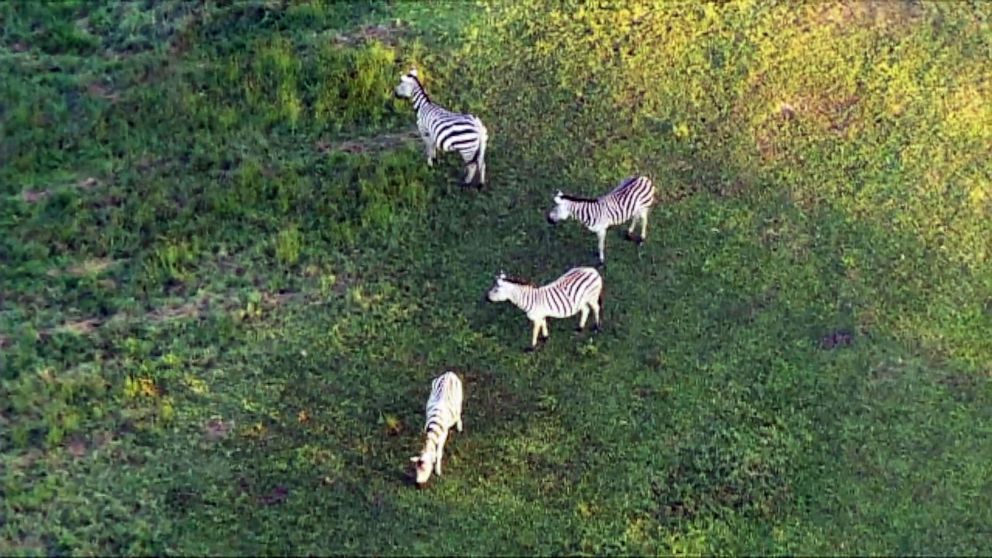 PHOTO: Zebras that escaped from a private farm in Prince George's County, Md., roam free in an image made from video shot in September 2021.