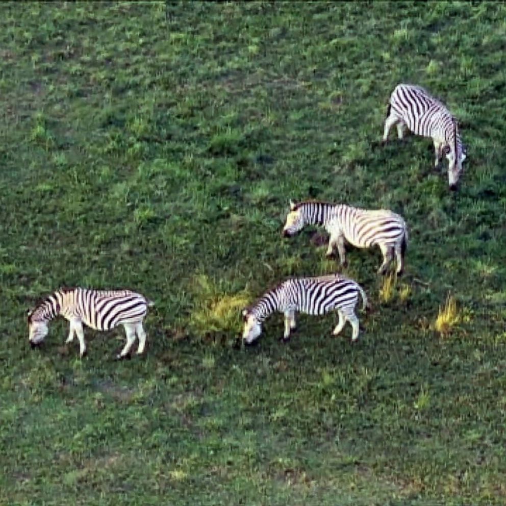 Group of zebras evading capture in Maryland - ABC News