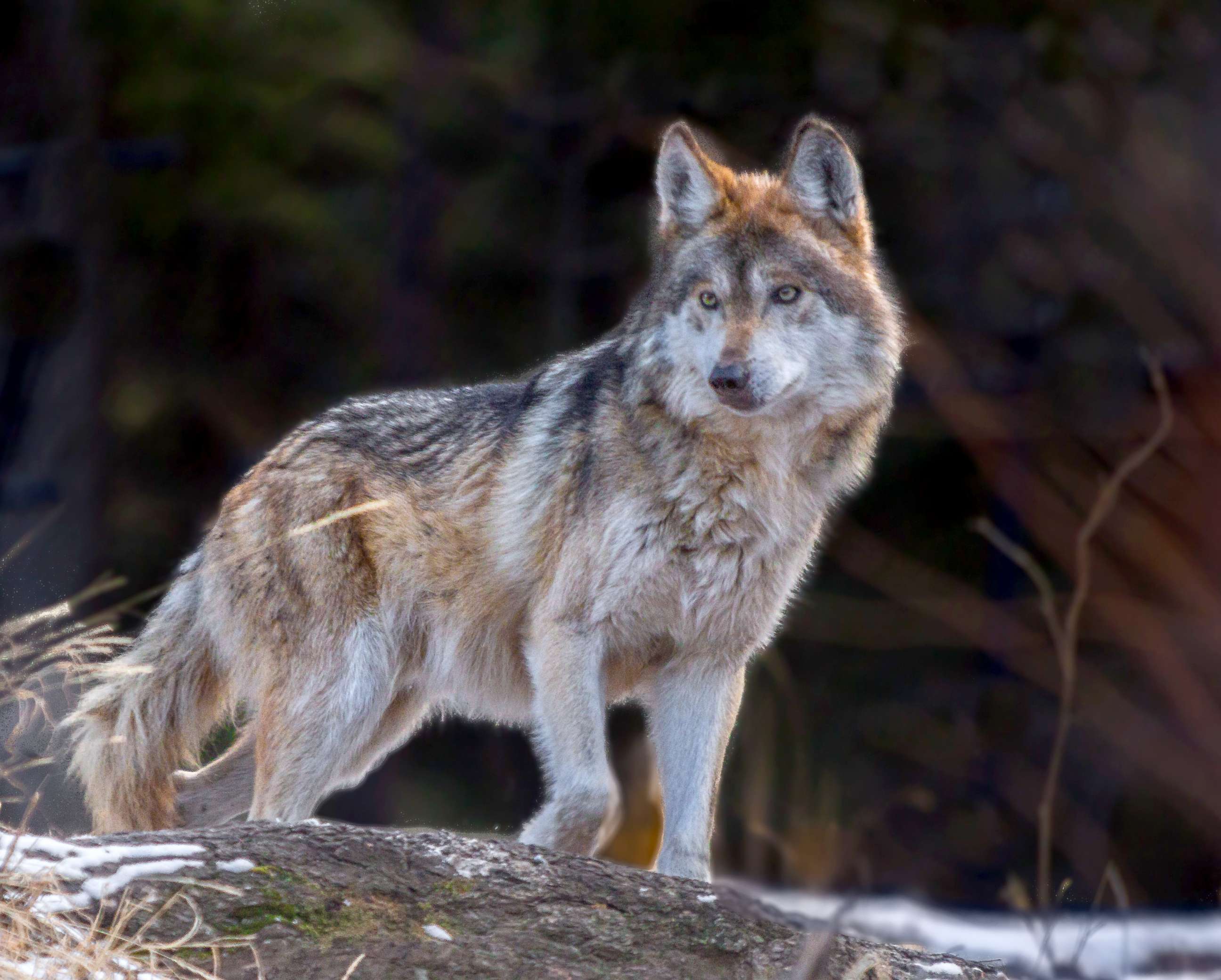 States versus feds: Mexican gray wolf at center of endangered species  debate - ABC News
