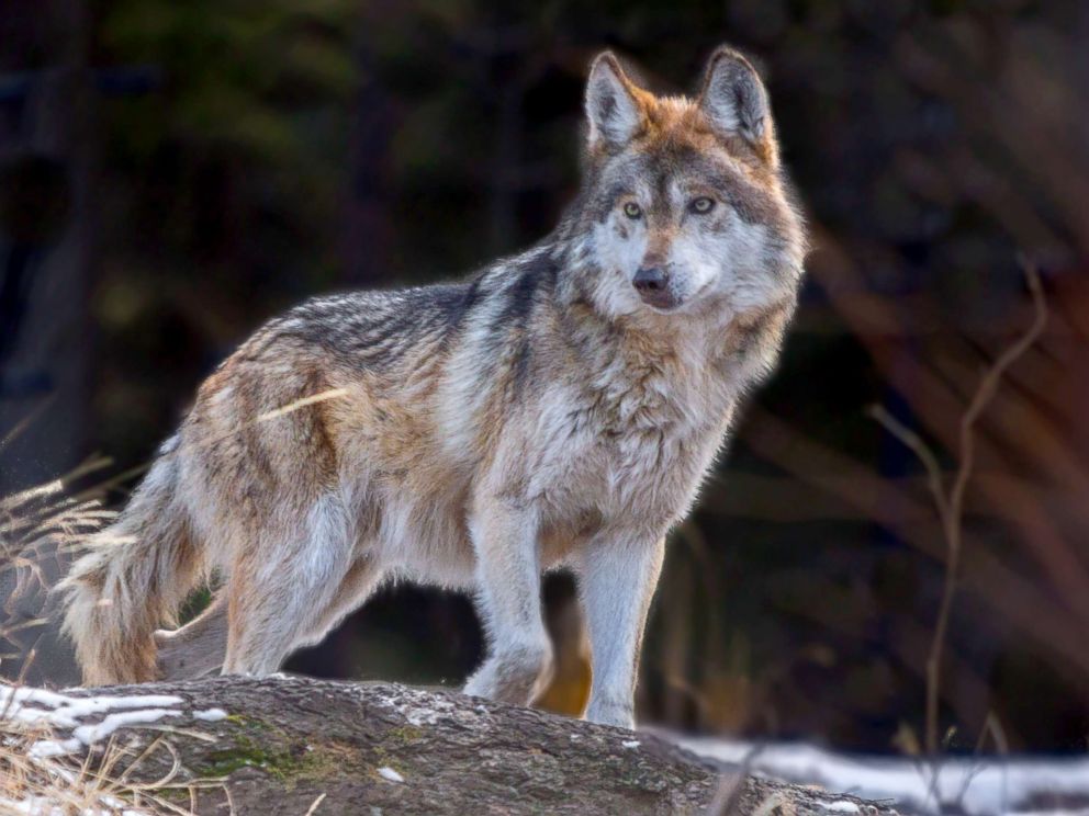 mexican gray wolf