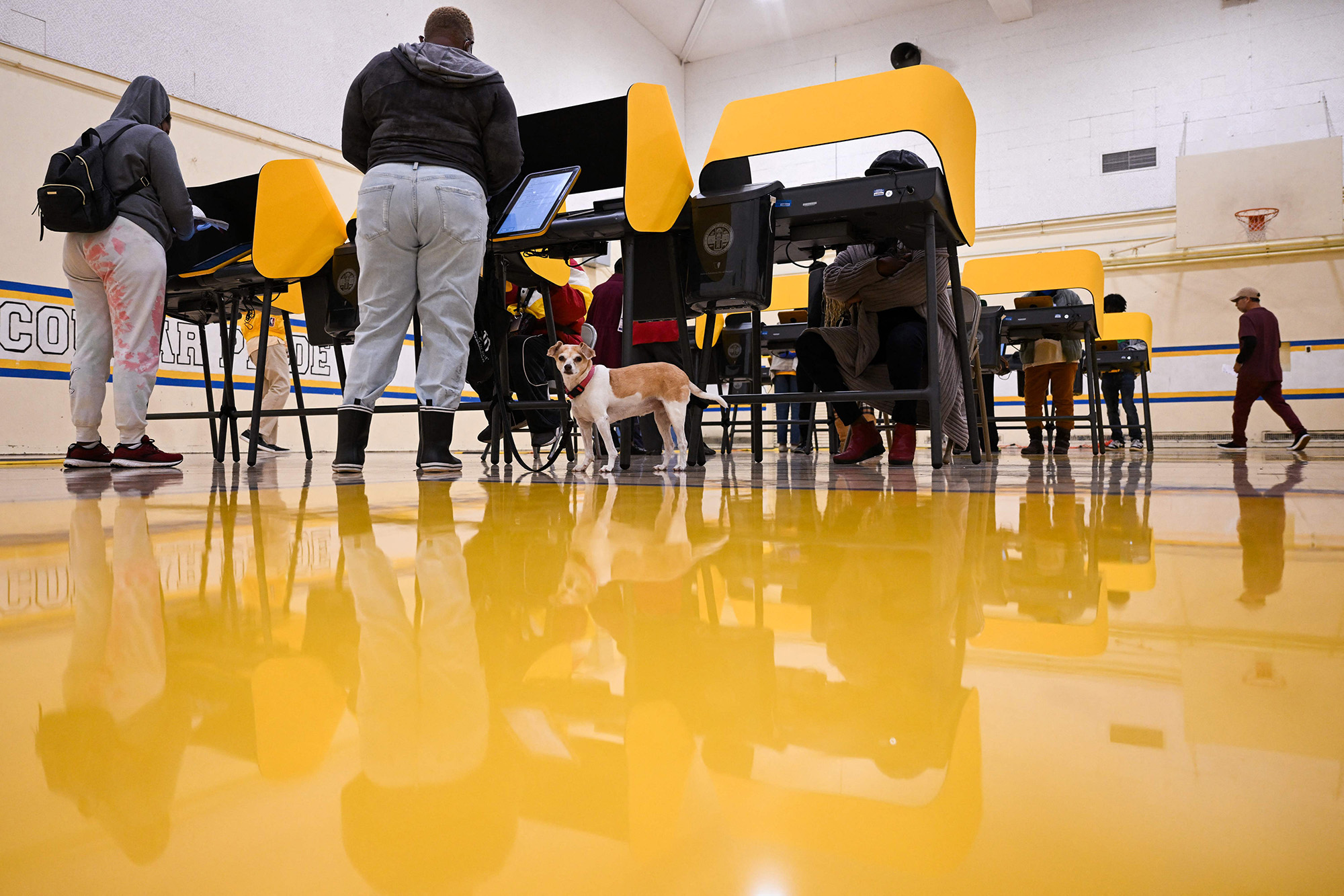 PHOTO: A dog looks on as voters cast their ballots for the US midterm election in Los Angeles, Nov. 8, 2022.