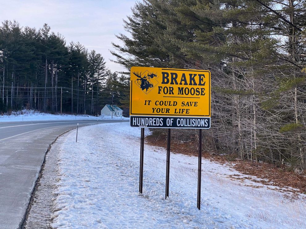 PHOTO: Signs warning drivers about moose can be seen throughout North Country in New Hampshire.