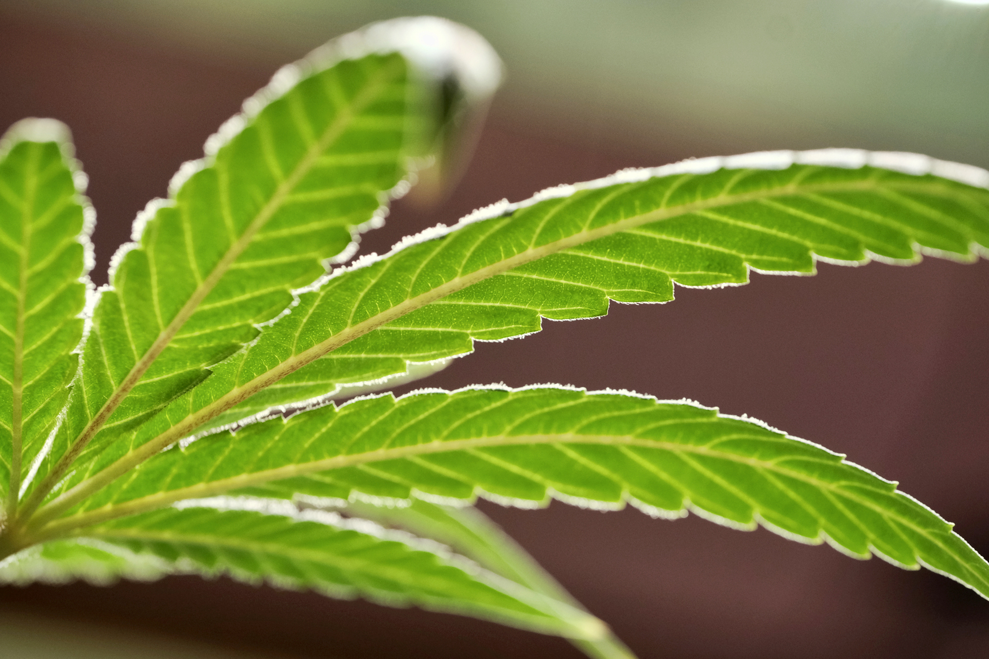 PHOTO: A marijuana leaf grows on a plant at a cannabis grow in Gardena, Calif., May 20, 2019.