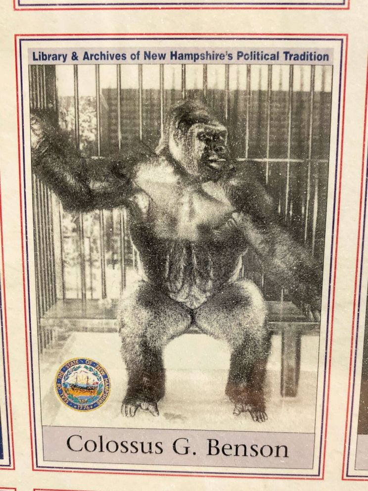 PHOTO: A photo baseball card for Colossus, a gorilla that tried to file to get on the 1980 New Hampshire primary ballot.