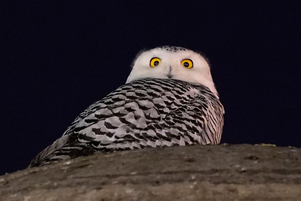 PHOTO: A rare snowy owl looks down from its perch high atop the large marble orb of the Christopher Columbus Memorial Fountain at the entrance to Union Station in Washington, Jan. 7, 2022.