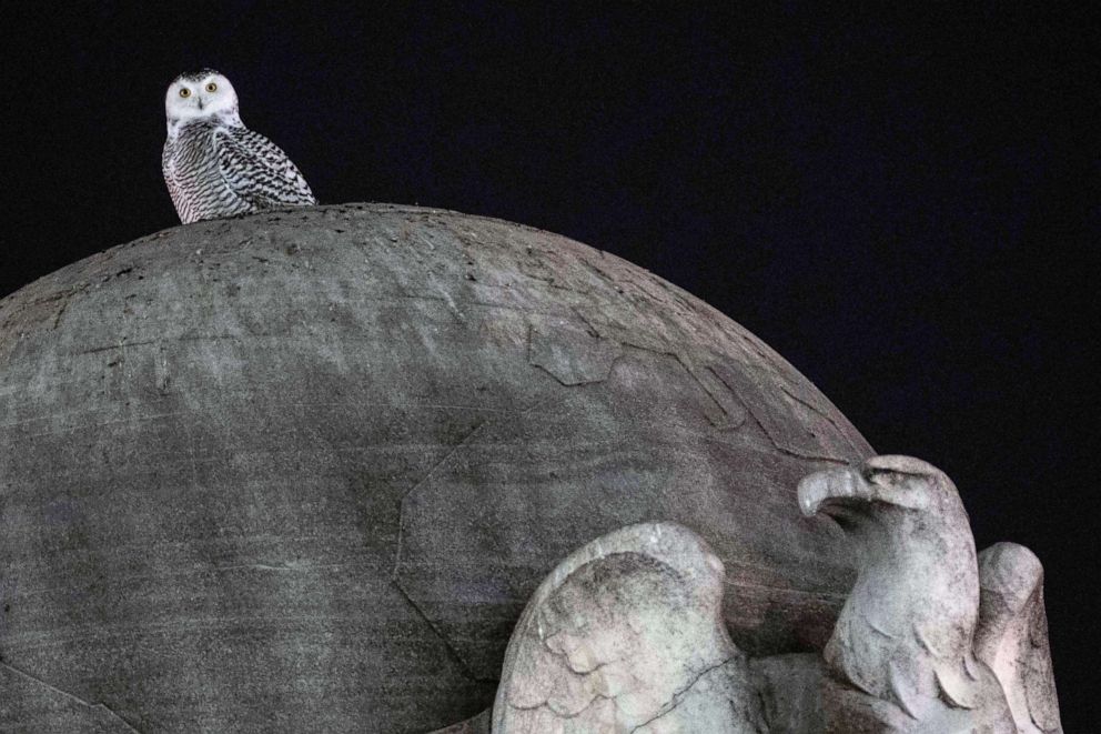 PHOTO: A rare snowy owl sits on top of the marble orb of the Christopher Columbus Memorial Fountain near Union Station in Washington D.C., on Jan. 12, 2022.
