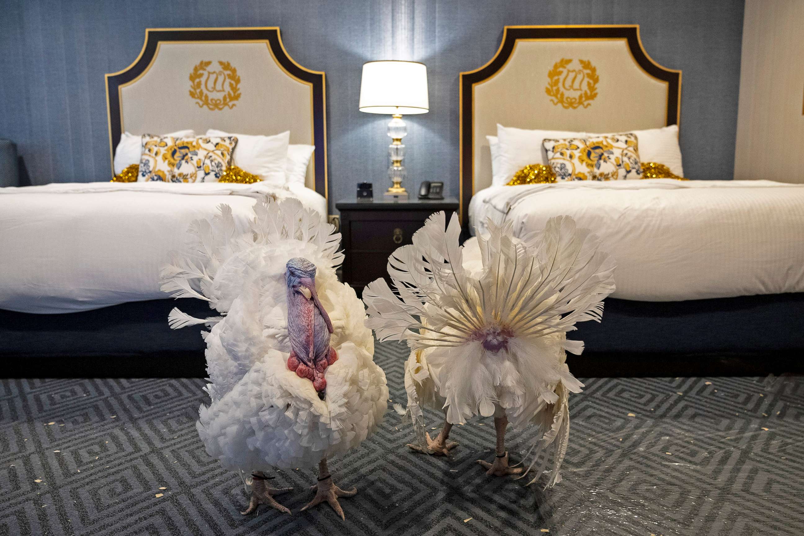 PHOTO: Peanut Butter and Jelly, the National Thanksgiving Turkey and alternate, walk about in their suite at the Willard Hotel on Nov. 18, 2021 in Washington, D.C. The turkeys will be pardoned by President Joe Biden during a ceremony at the White House.