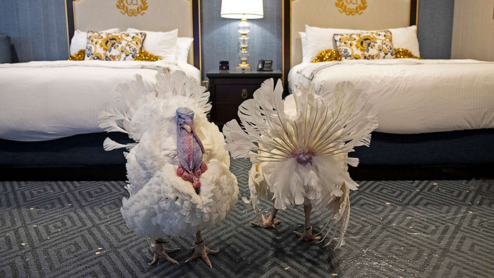 PHOTO: Peanut Butter and Jelly, the National Thanksgiving Turkey and alternate, walk about in their suite at the Willard Hotel on Nov. 18, 2021 in Washington, D.C. The turkeys will be pardoned by President Joe Biden during a ceremony at the White House.