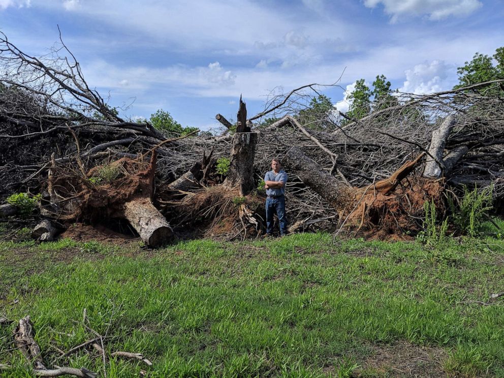 PHOTO: Pecan farmer Trey Pippin stands with the remains of some of the more than 12,550 trees that he says were destroyed on his Georgia farm by hurricane Michael in 2018.