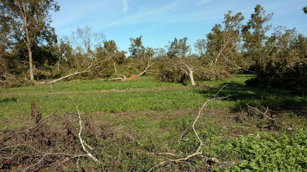 PHOTO: Pecan trees that were damaged by hurricane Michael are pictured on Trey Pippin's farm in Leesburg, Ga., in this undated handout photo.