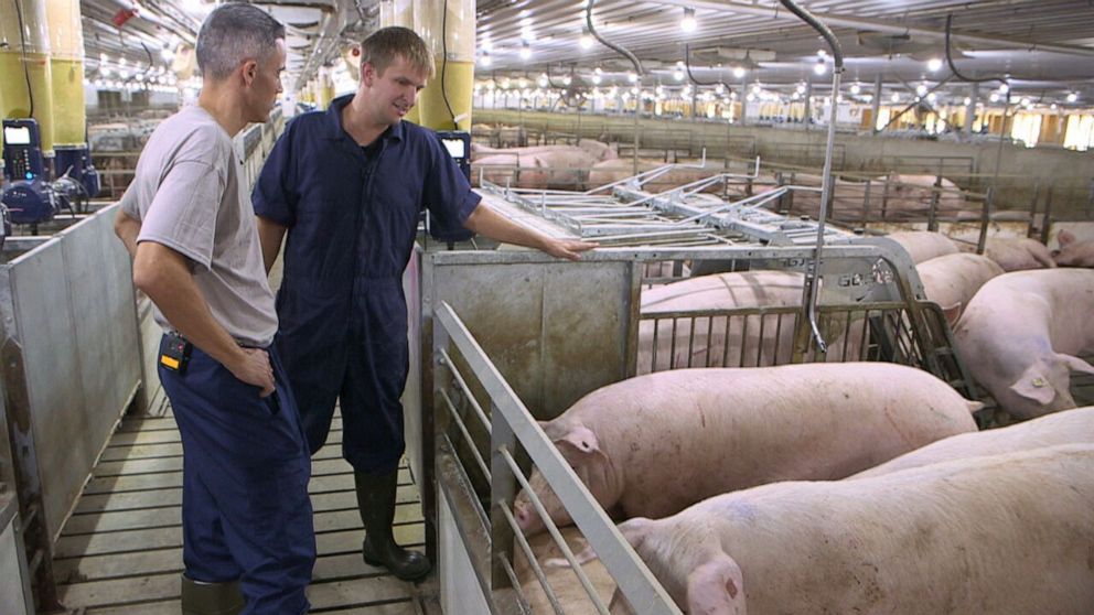 PHOTO: California's Proposition 12 would require farmers to ensure sows in group pens enjoy at least 24-square-feet of space each. Farmers like Mike Boerboom say it will cost them millions of dollars to comply.