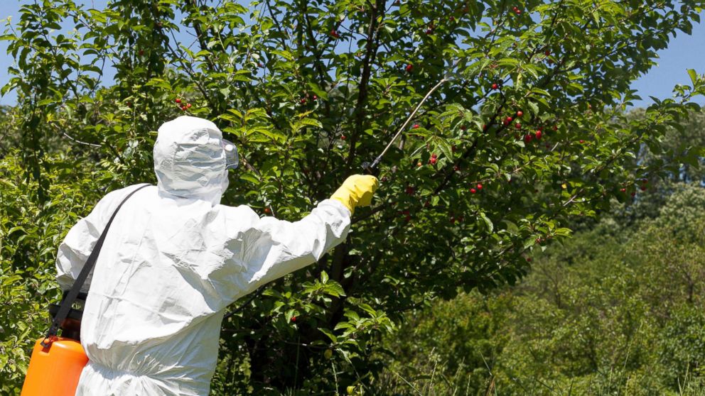 PHOTO: Farmer spraying toxic pesticides is seen in this undated photo.
