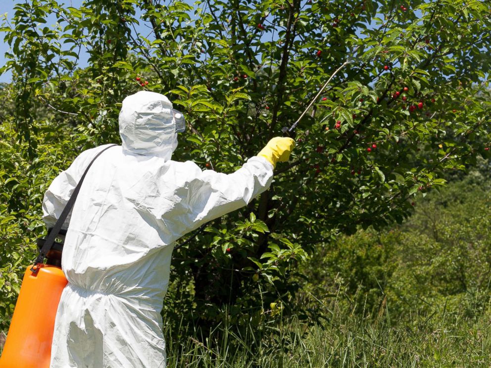 PHOTO: Farmer spraying toxic pesticides is seen in this undated photo.