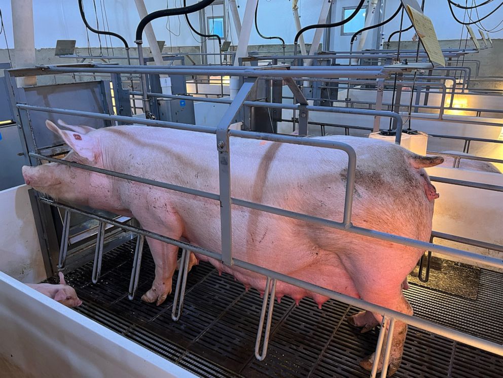 PHOTO: Farrowing crates, which confine a mother pig after she has given birth, protect the baby pigs from getting crushed when she lies down or turns over during feeding. They would not be outlawed under California's Prop 12.