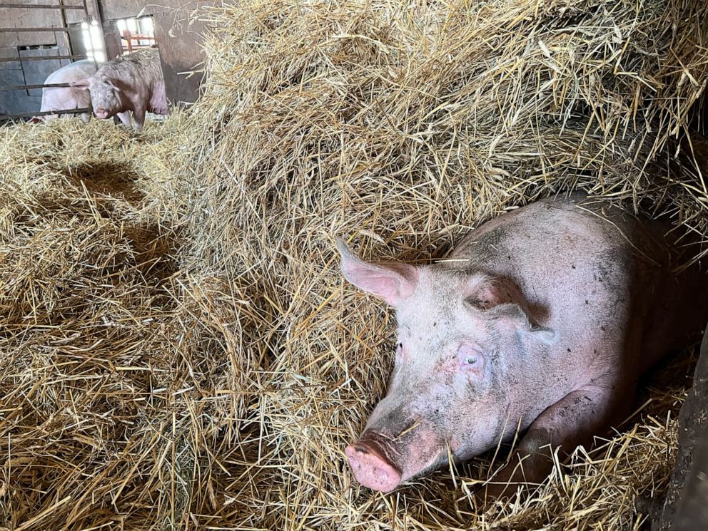 PHOTO: Sows on the Jovaag Family Farm in Austin, Minn., bury themselves in piles of hay for comfort during their pregnancies.