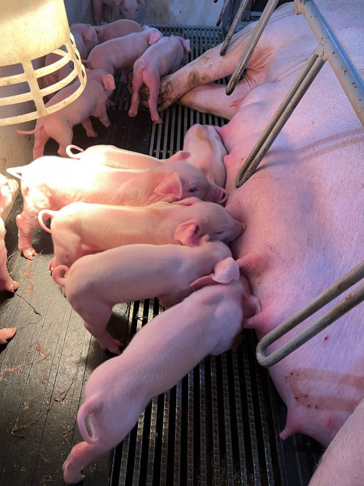 PHOTO: A mother pig nurses her litter of newborns inside the birthing barn at Boerboom AG Resources in Marshall, Minn. The farm has 4,000 sows that give birth to more than 100,000 piglets a year.