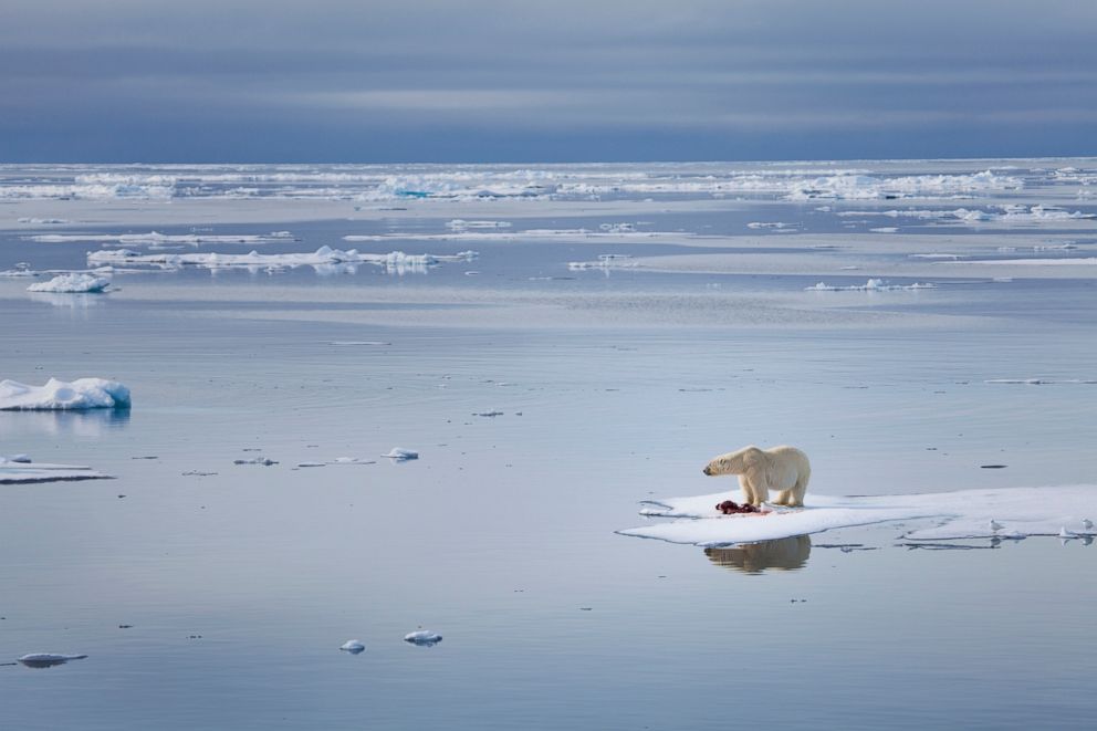 PHOTO: A polar bear is looks for food on a melting glacier in this undated stock image.