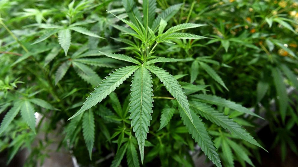 PHOTO: In this Oct. 11, 2022, file photo, marijuana plants are shown.