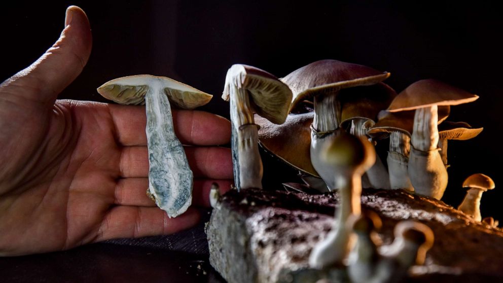 edible magic mushrooms