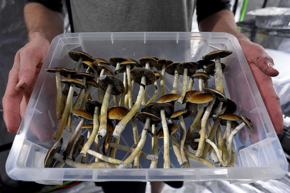 PHOTO: A vendor poses with harvested psilocybin mushrooms, May 19, 2019 in Denver.