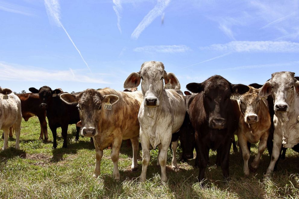 PHOTO: Marty Smith's cattle look out from his ranch in Wacahoota, Florida.