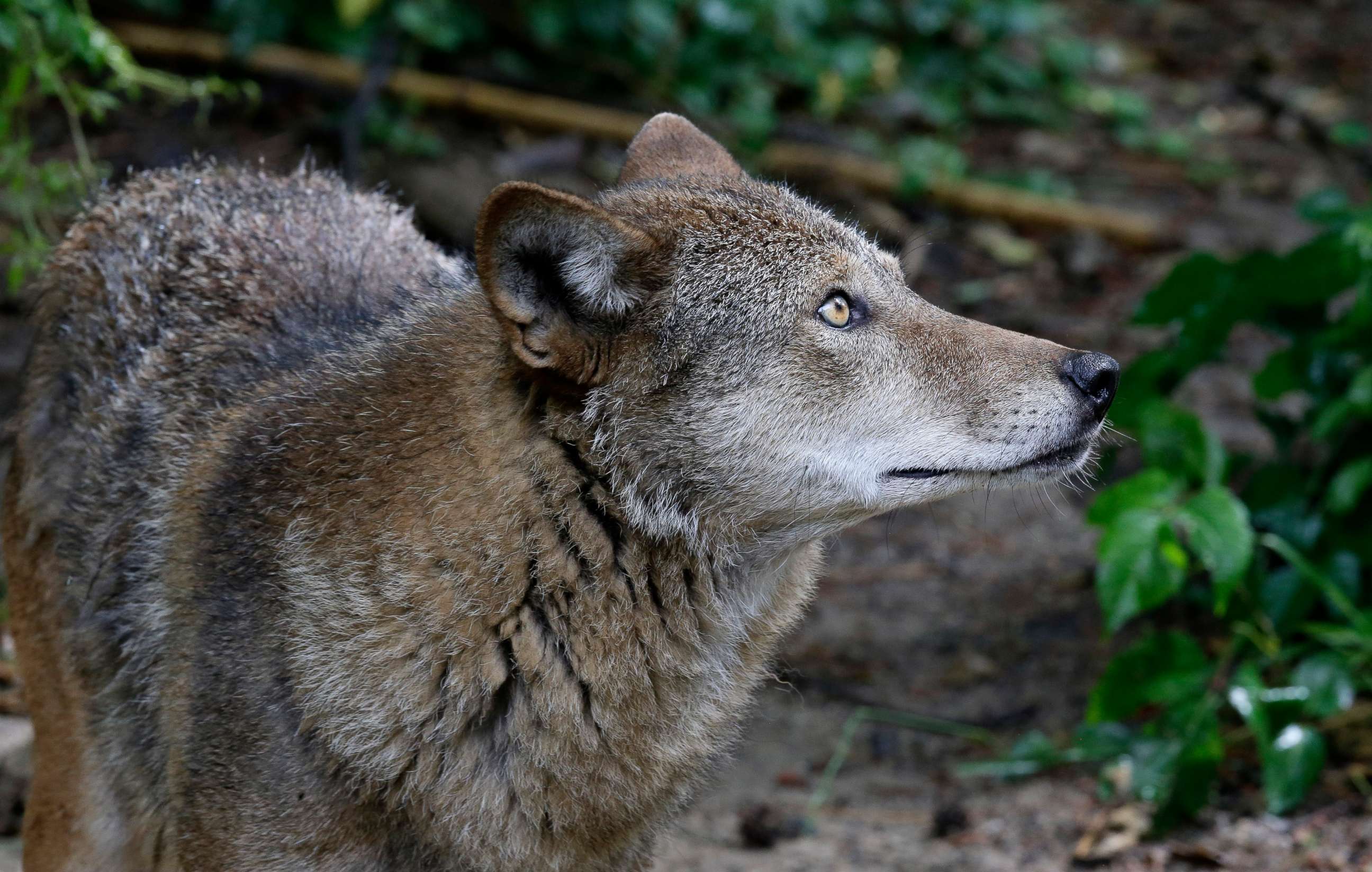 PHOTO: A red wolf roams its habitat at the Museum of Life and Science in Durham, N.C., on Monday, May 13, 2019.