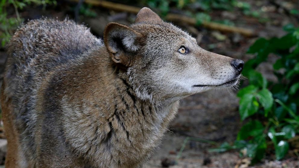 How advocates say Trump's endangered species rules could threaten  conservation - ABC News