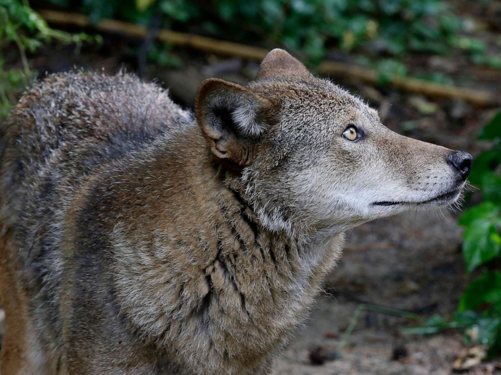 PHOTO: A red wolf roams its habitat at the Museum of Life and Science in Durham, N.C., on Monday, May 13, 2019.