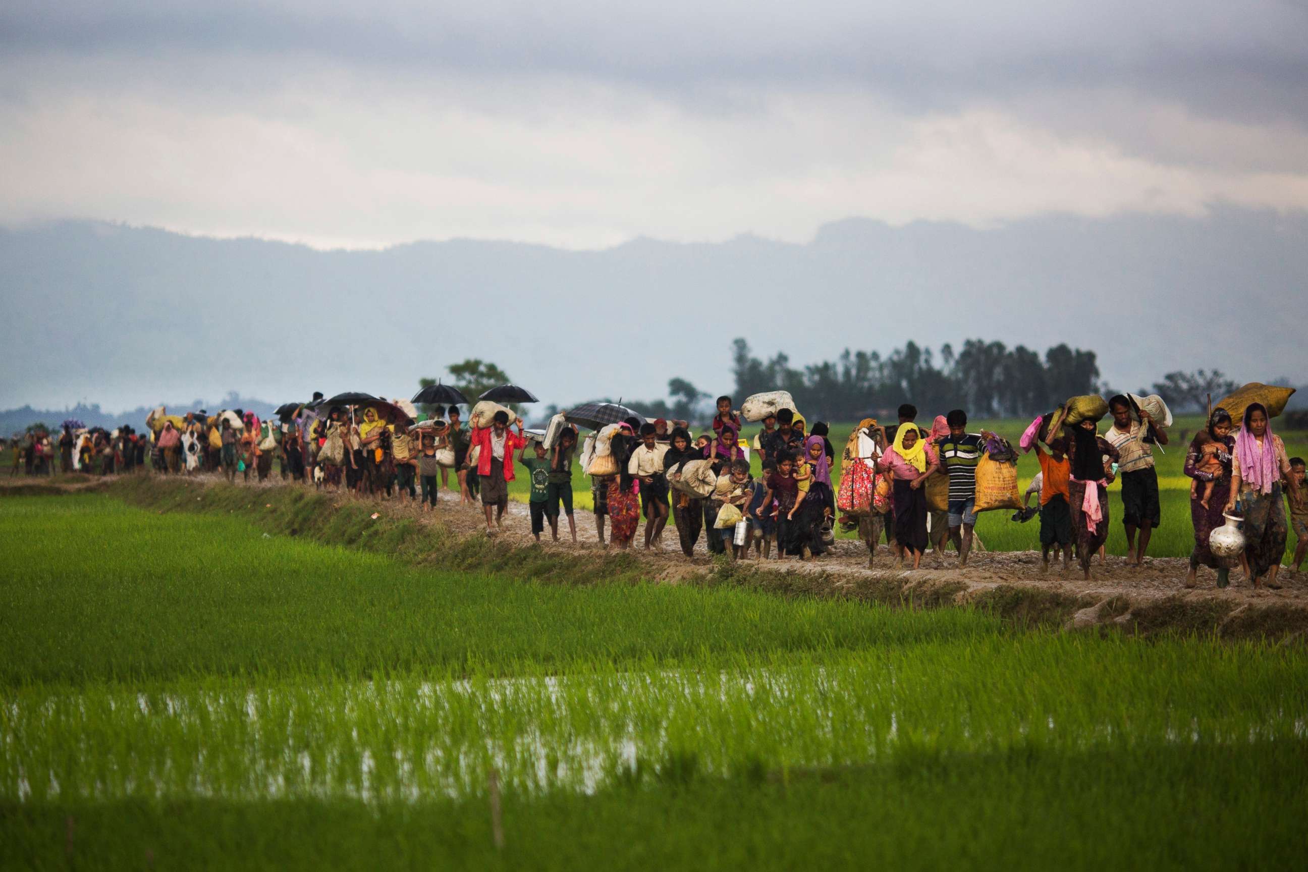 PHOTO: Members of Myanmar's Rohingya ethnic minority walk past rice fields after crossing the border into Bangladesh, Sept. 1, 2017.