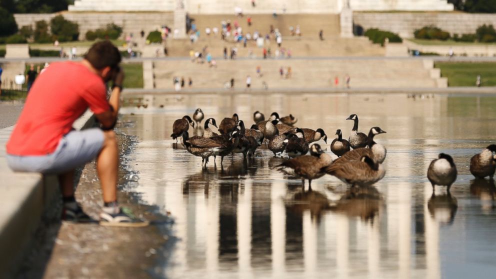 A man photographs geese in the reflecting pool in front of the Lincoln Memorial in Washington, Aug. 20, 2013.