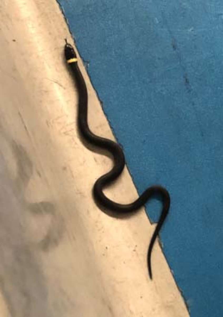 PHOTO: A snake was left at a Transportation Security Administration checkpoint at Newark Liberty International Airport, Aug.18, 2019. 