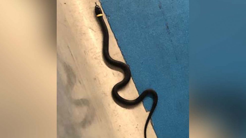 PHOTO: A snake was left at a Transportation Security Administration checkpoint at Newark Liberty International Airport, Aug.18, 2019. 