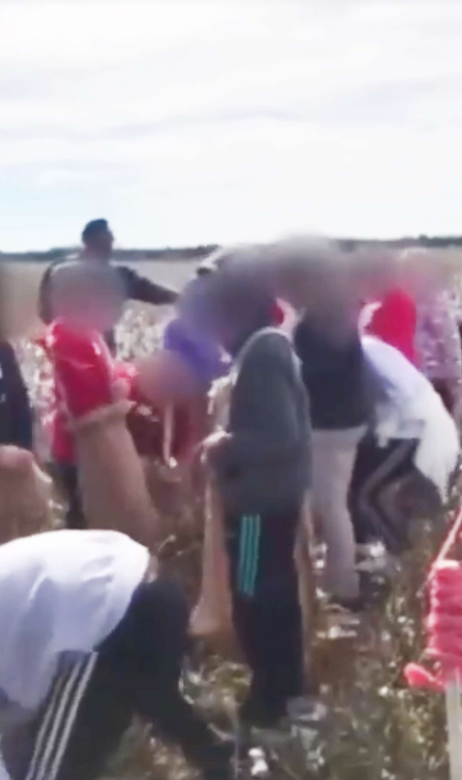 PHOTO: Parents of fifth-grade students are outraged after their children picked cotton and sang songs as part of a school district field trip in South Carolina.