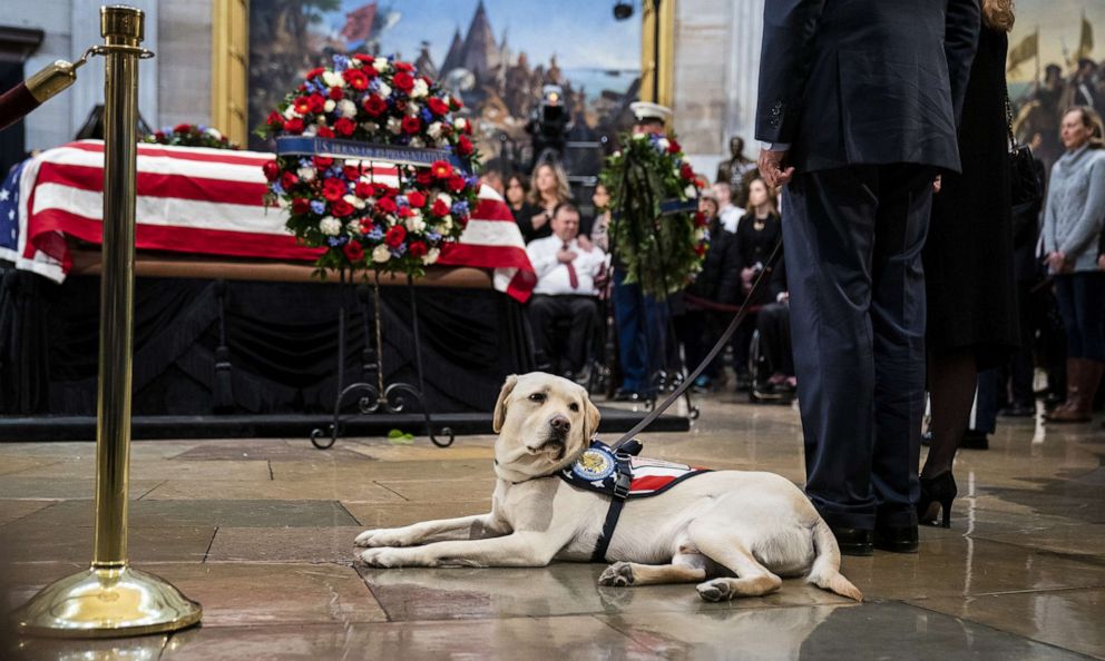 Sully, a yellow Labrador service dog for former President George H. W. Bush, sits near the casket of the late President at the U.S. Capitol, Dec. 4, 2018.