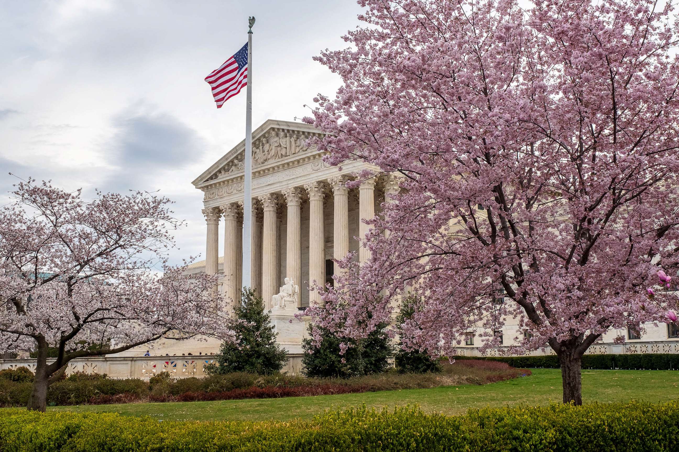 PHOTO: Cherry blossoms at the Supreme Court on a windy morning in Washington, D.C.