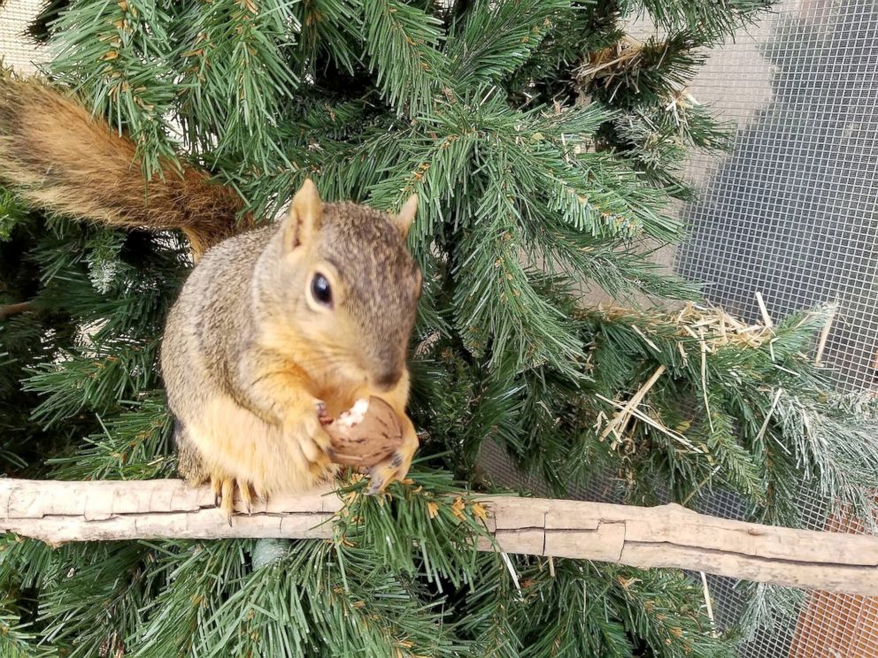 PHOTO: Tesoro, a blind squirrel at the Stick House Sanctuary in El Paso, Texas.