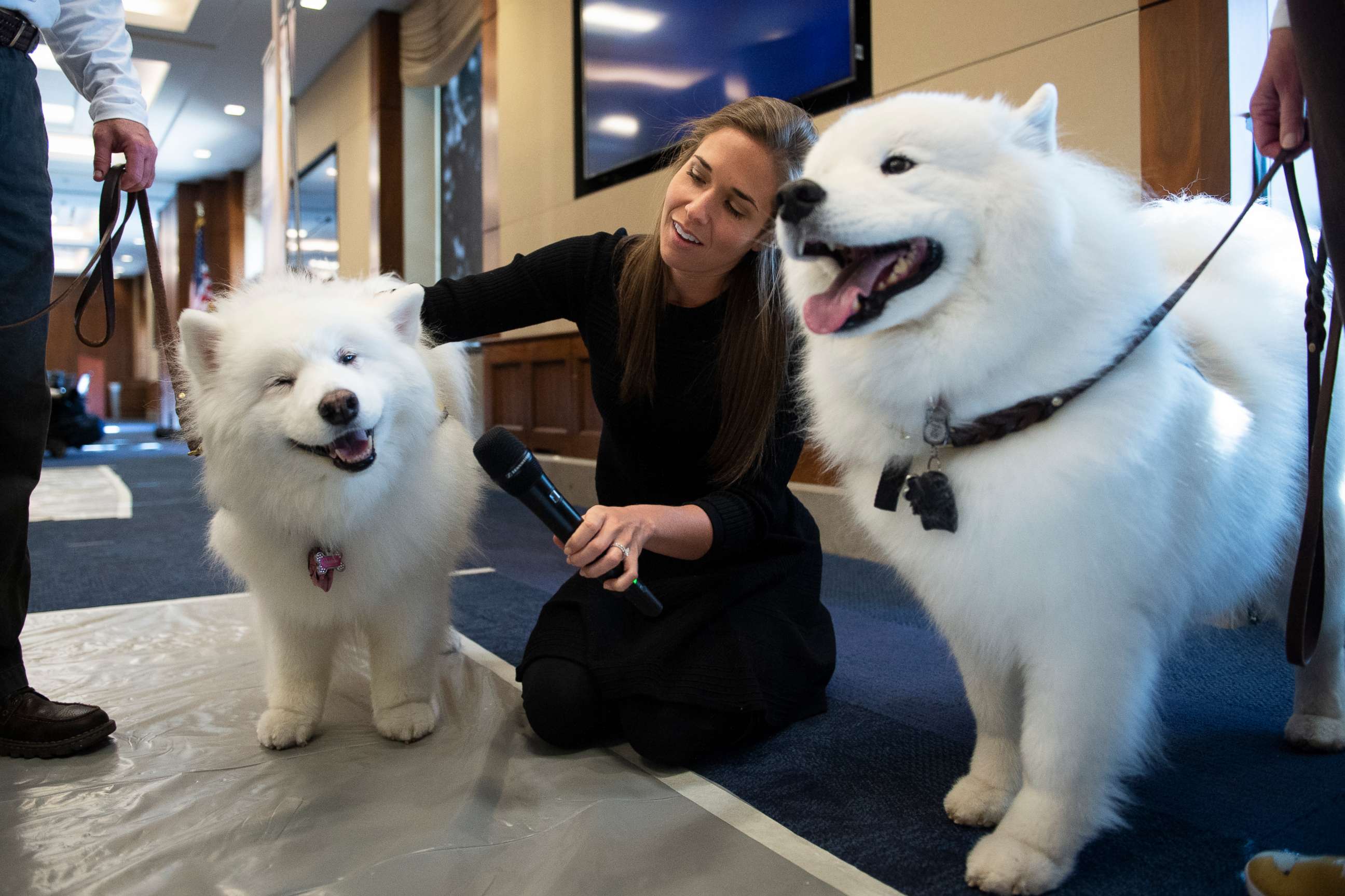 PHOTO: A reporter interacts with two therapy dogs visiting Capitol Hill for an event run by a therapy animal organization, and the Pet Industry Joint Advisory Council to help provide staffers stress relief on Nov. 13, 2019.