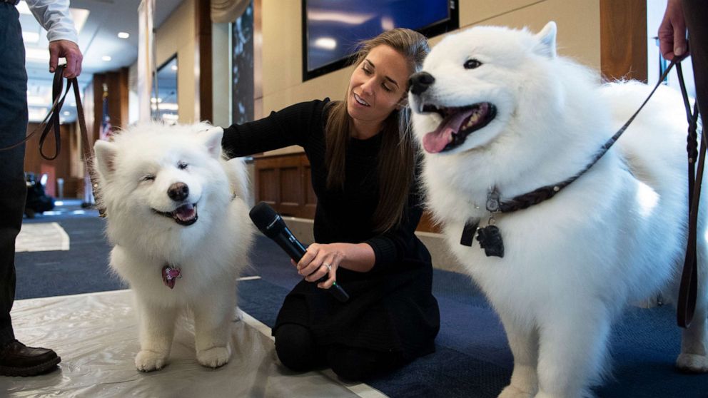 PHOTO: A reporter interacts with two therapy dogs visiting Capitol Hill for an event run by a therapy animal organization, and the Pet Industry Joint Advisory Council to help provide staffers stress relief on Nov. 13, 2019.