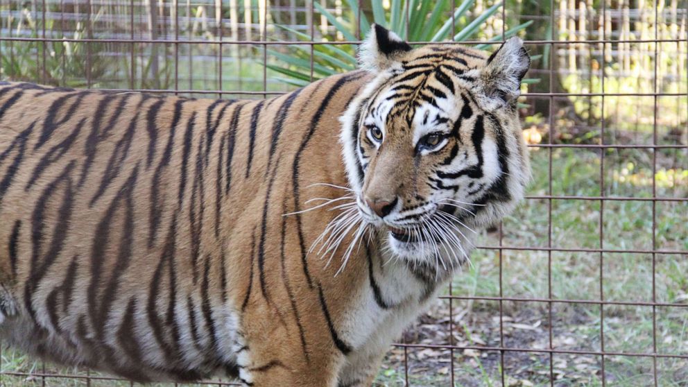 PHOTO: In this Dec. 12, 2016, a tiger that had been rescued from a breeding mill is shown at Big Cat Rescue in Tampa, Fla.