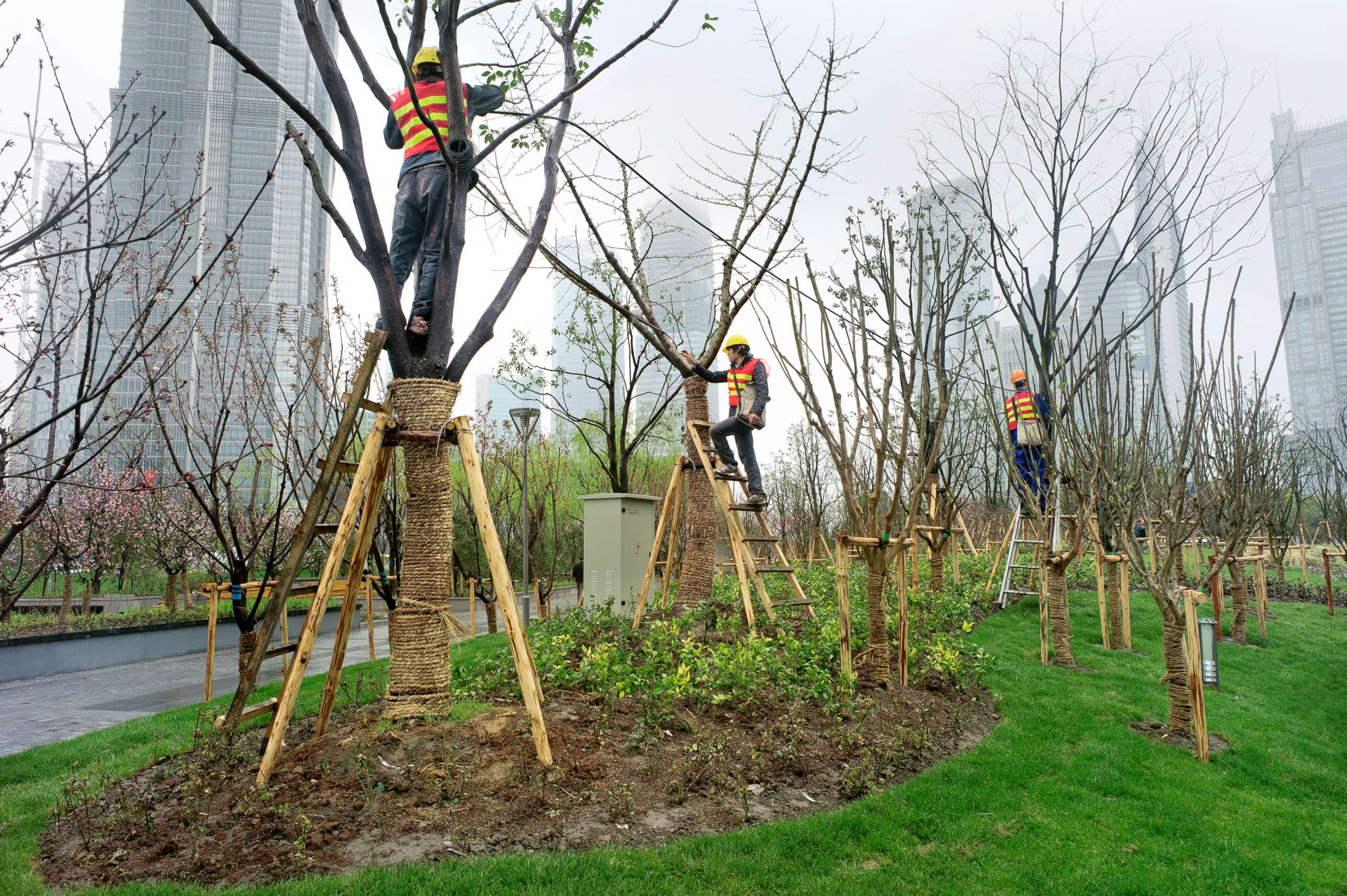 PHOTO: Workers plant trees in China in this stock photo.