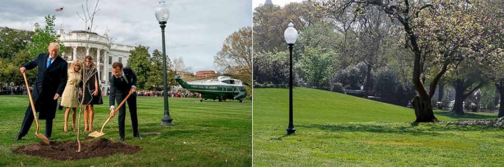 PHOTO: President Donald Trump and French President Emmanuel Macron plant a tree at the South Lawn of the White House on April 23, 2018 which mysteriously disappeared on April 28, 2018.