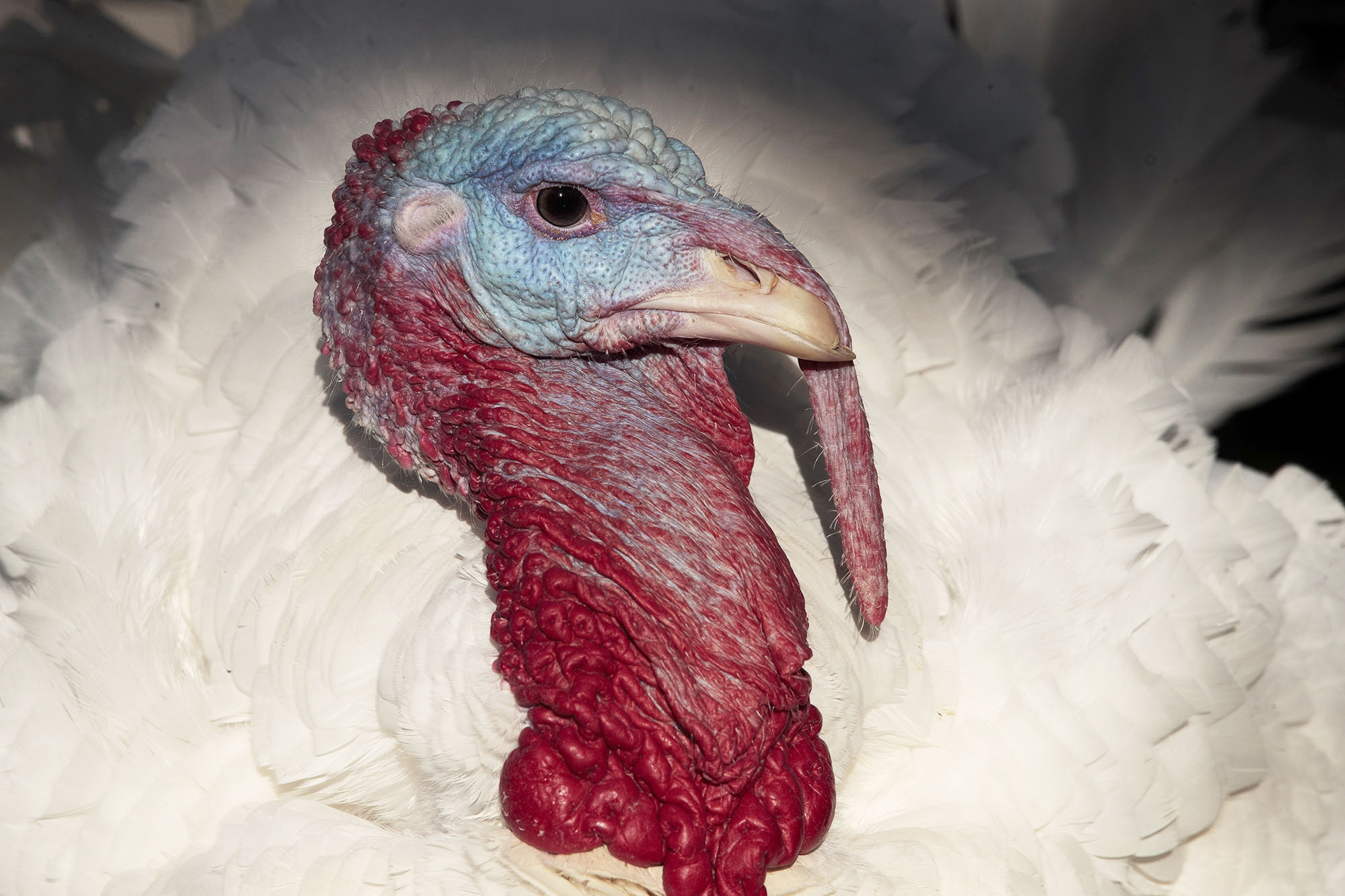 PHOTO: The National Thanksgiving Turkey Butter stands before the start of an event where President Donald Trump gave him a presidential pardon in the Rose Garden of the White House, Nov. 26, 2019